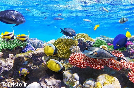the-red-sea-is-the-natural-wonders-of-the-world