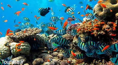 the-red-sea-is-the-natural-wonders-of-the-world