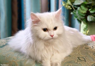 گربه ایرانی زیباترین نژاد گربه در جهان