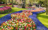 باغ گل کوکنهوف در هلند
